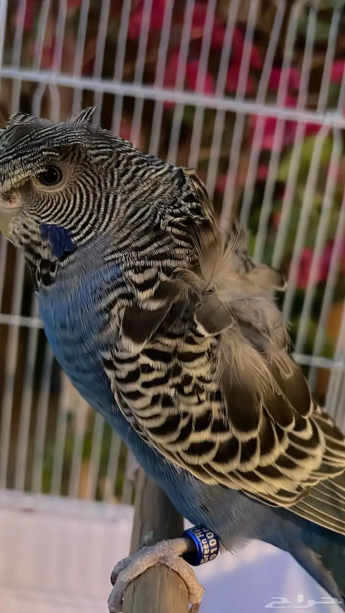 انثى بادجي بلاك فيس 2