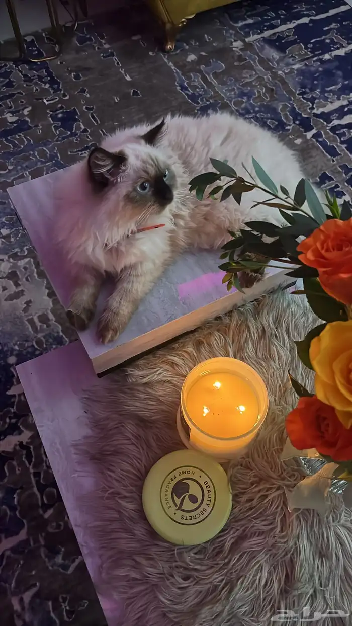 تبني عمرها 7 شهور 2