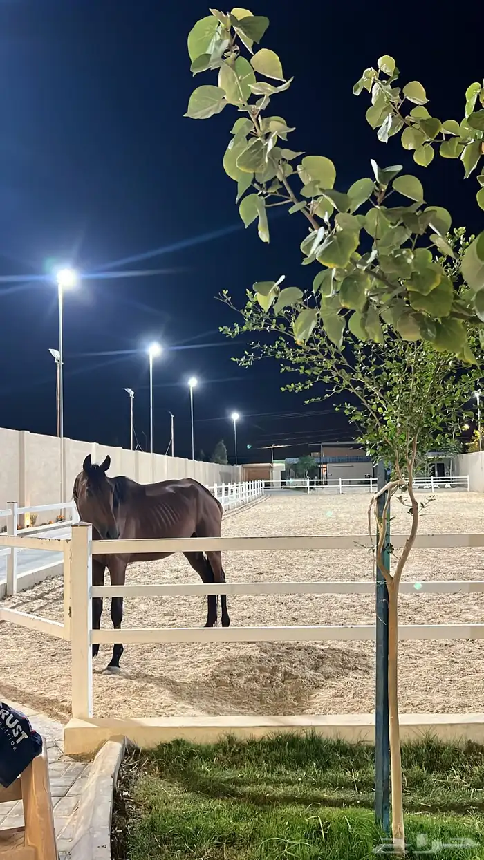 اسطبل هورس لاند للإيواء والتدريب 3