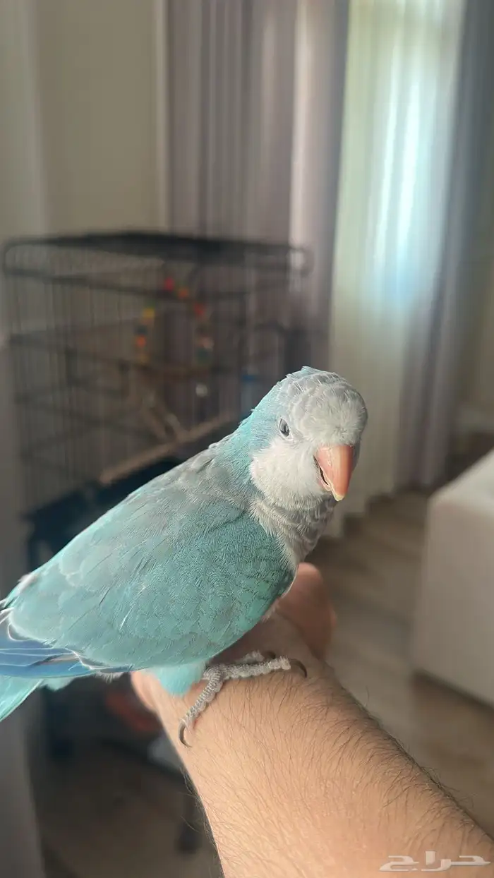 ببغاء كويكر 2