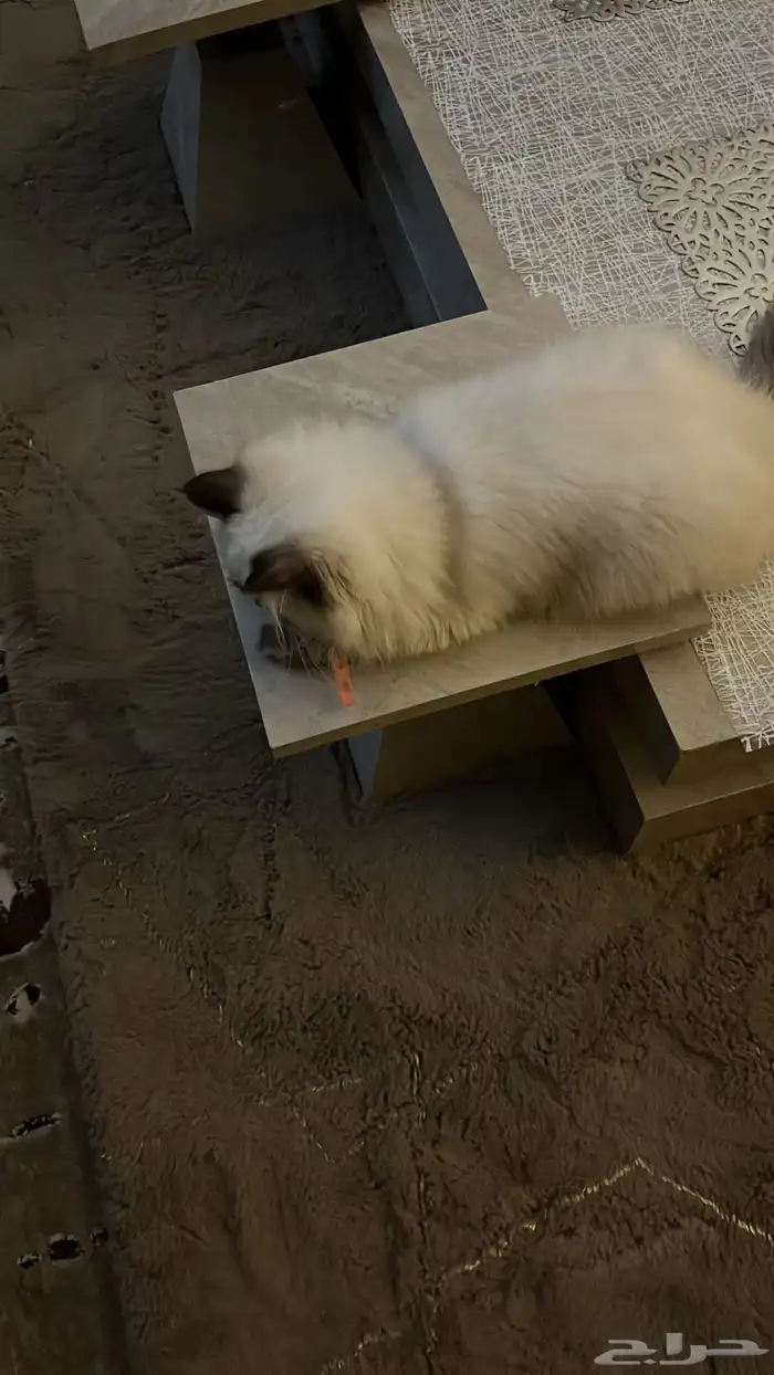 تبني عمرها 7 شهور 0