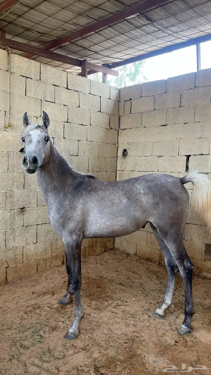 مهره شيخه للبيع 3