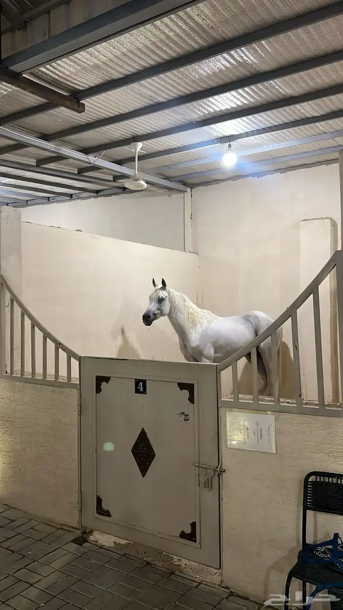 اسطبل هورس لاند للإيواء والتدريب 6