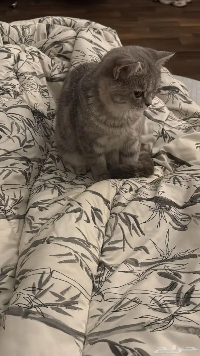 قطة سكوتش ستريت 3