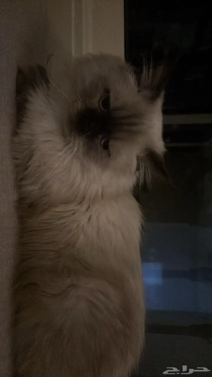 قط ذكر يطلب التزاوج للتواصل خاص 1