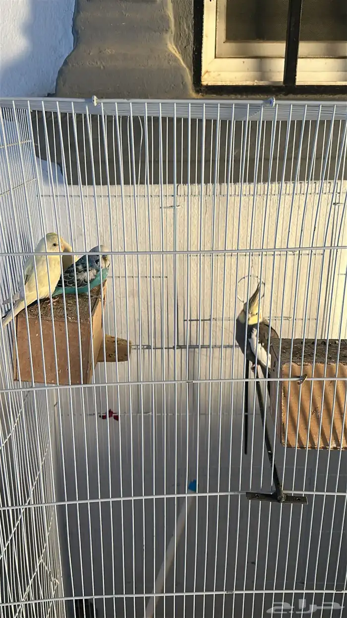 كروان وطيور حب 2