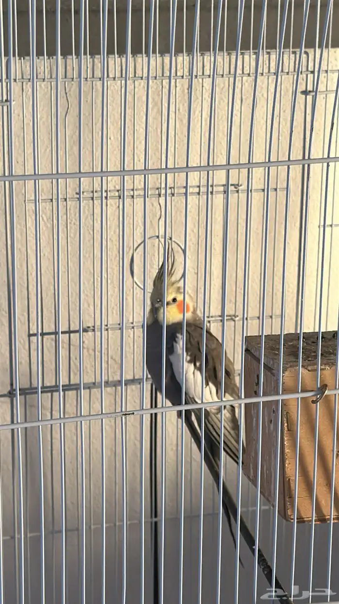 كروان وطيور حب 3