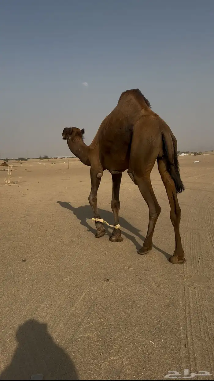 قعود ثني حمر مشروط 1