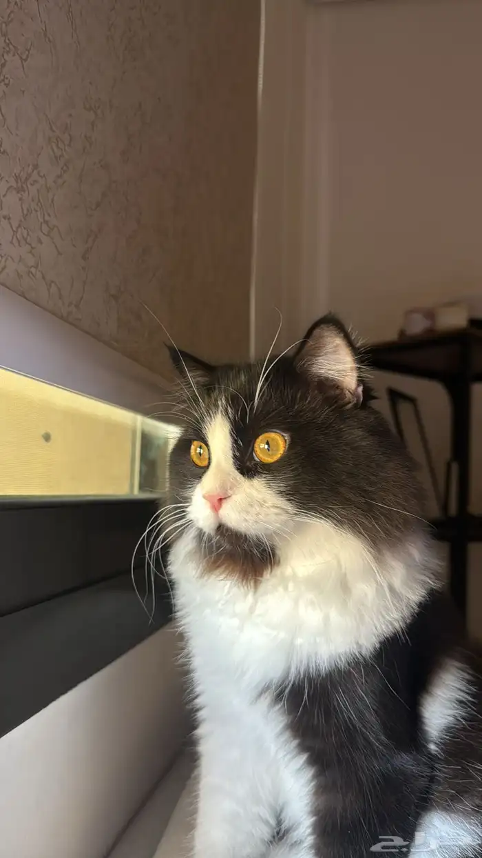 قط شيرازي ذكر 0