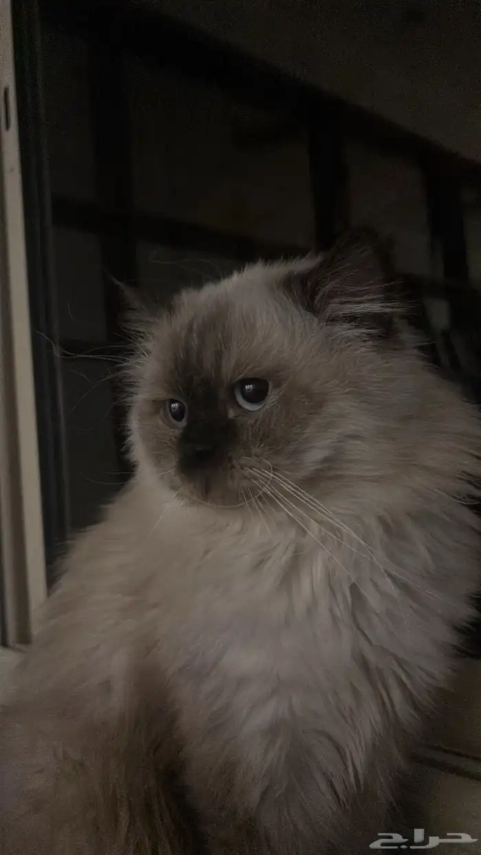 قط ذكر يطلب التزاوج للتواصل خاص 2