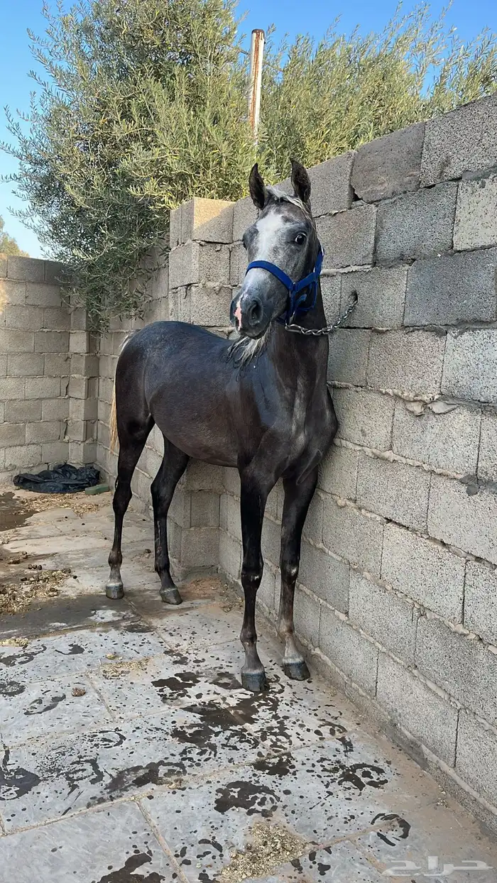 مهره شيخه للبيع 0