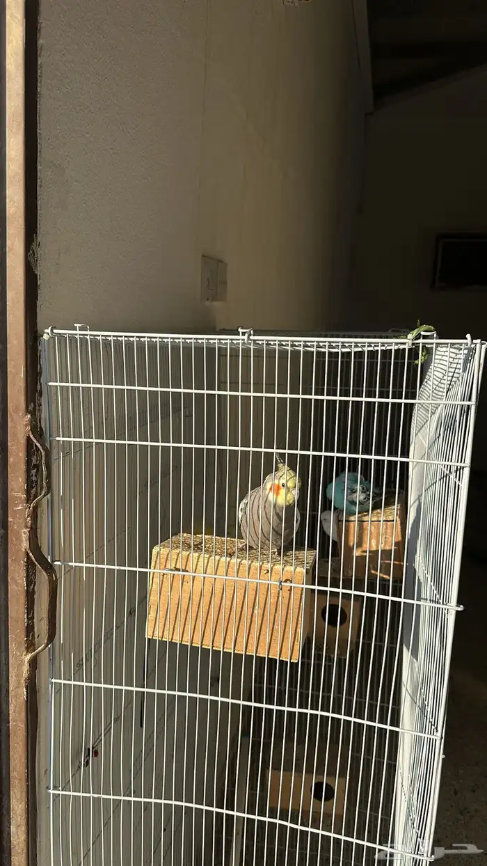 كروان وطيور حب 0