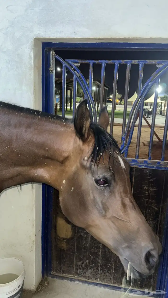 فرس مكس واهو مع مهر 0