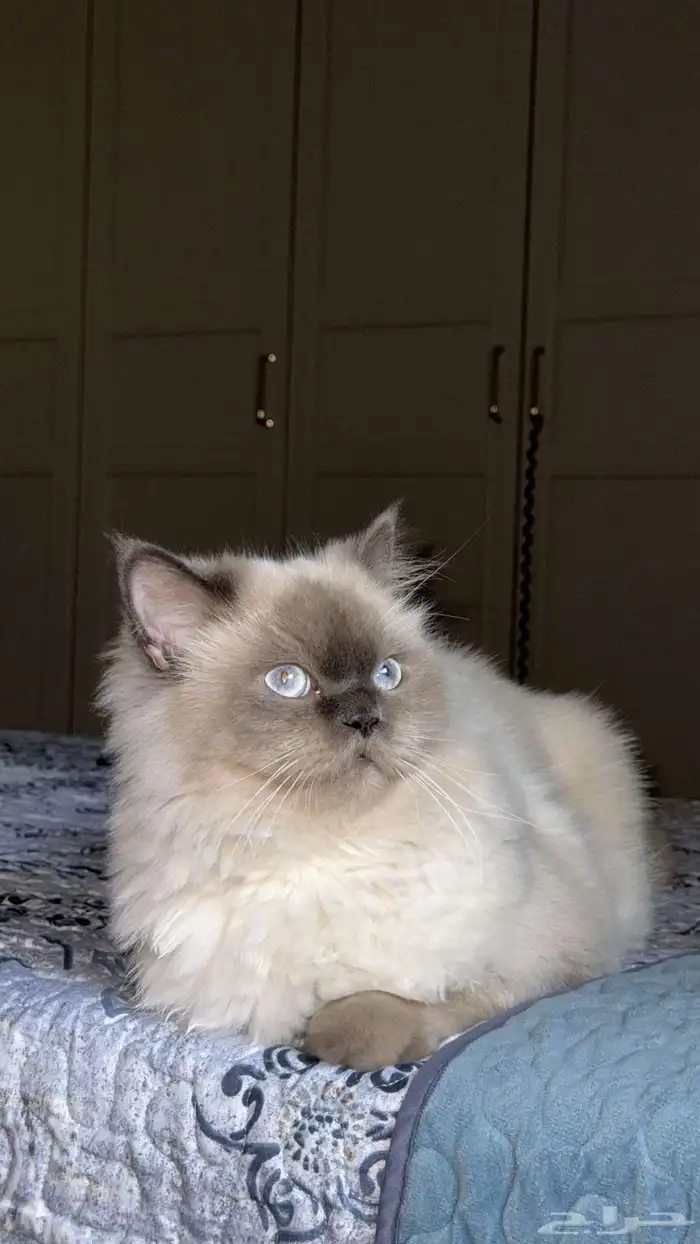 قط هملايا للبيع 1