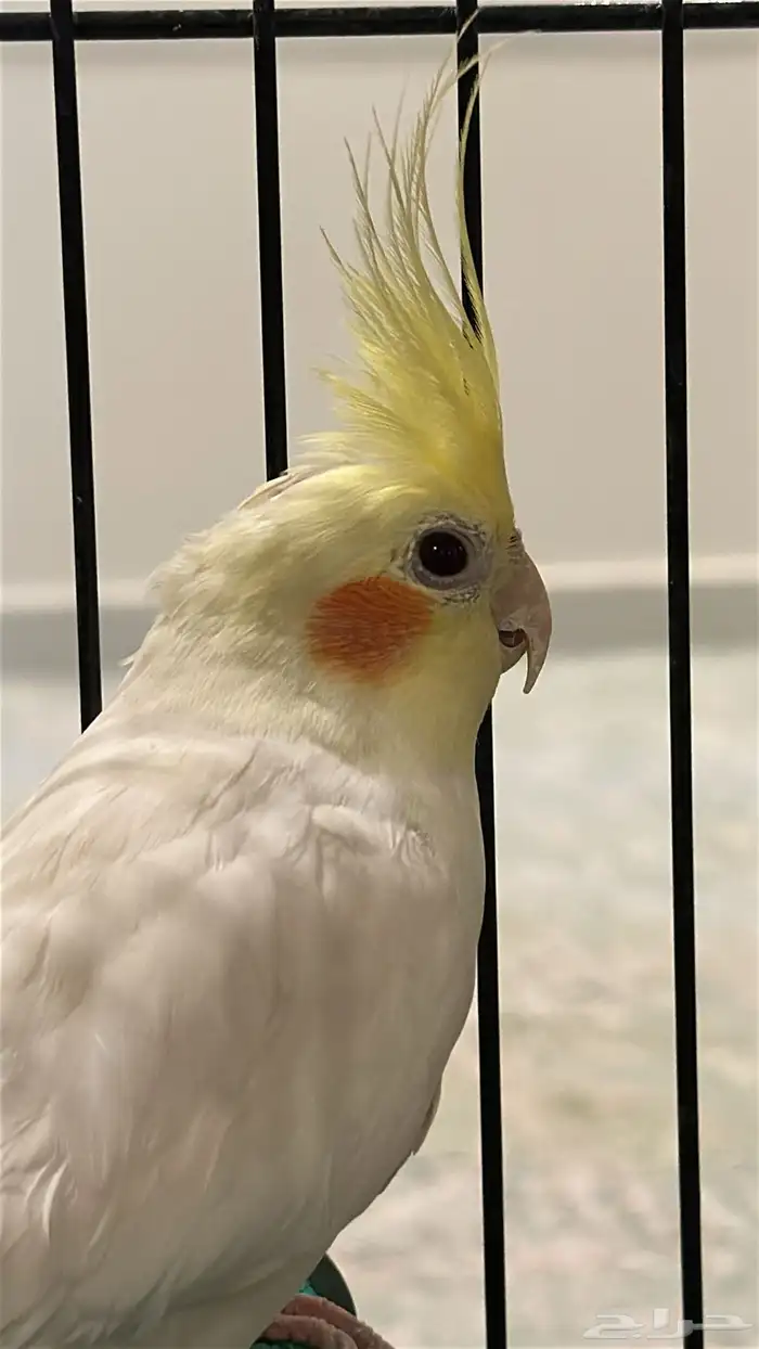 كروان لاتينو للبيع 0