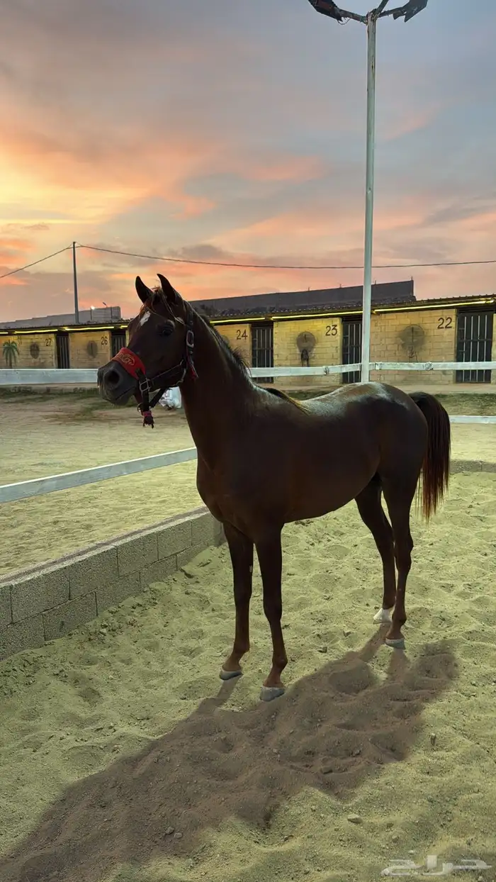 مهر للبيع كفو وشرط العمر سنتين ونص حراره الف وكرزما مشالله 2