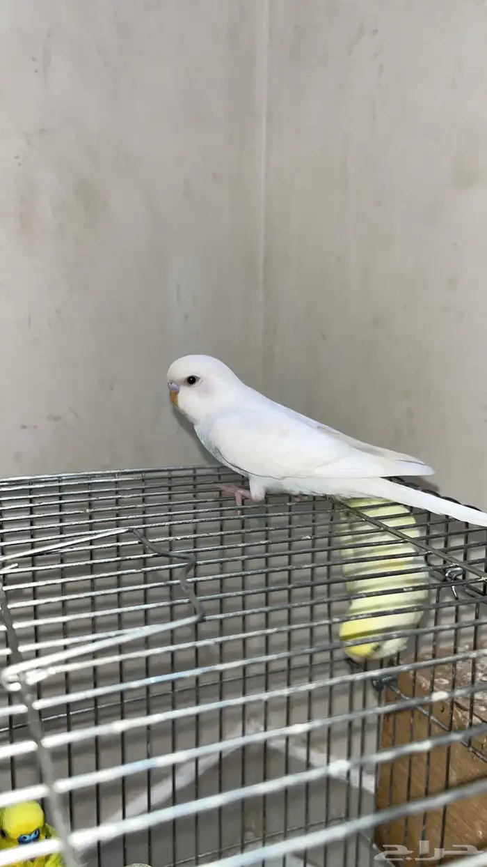 طيور حب اليفه تلعب معى الأطفال 4