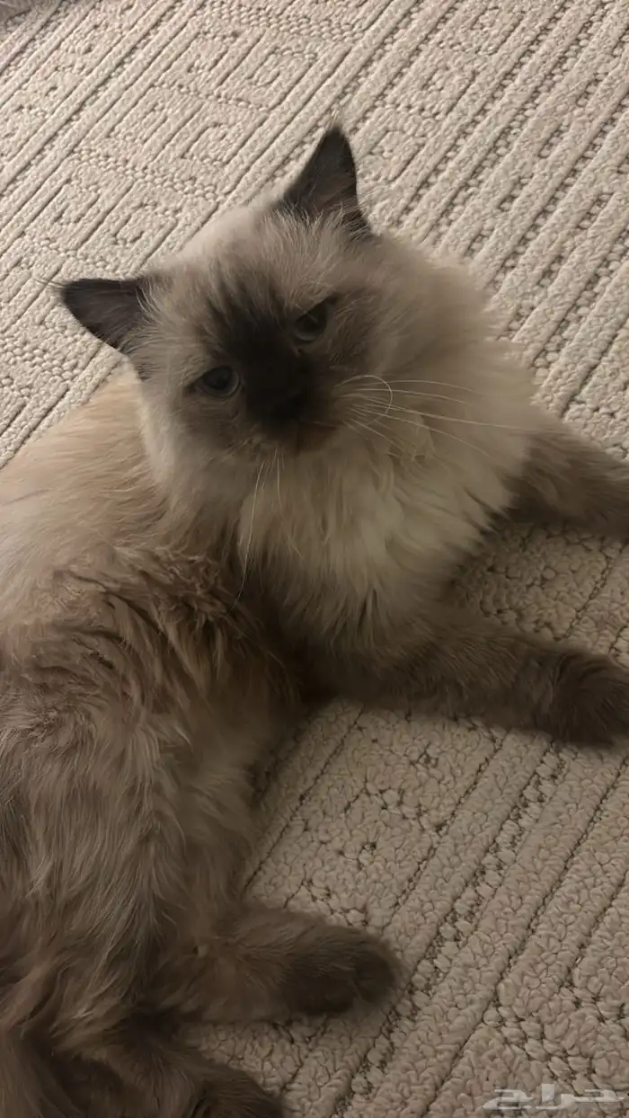 قط ذكر يطلب التزاوج للتواصل خاص 3