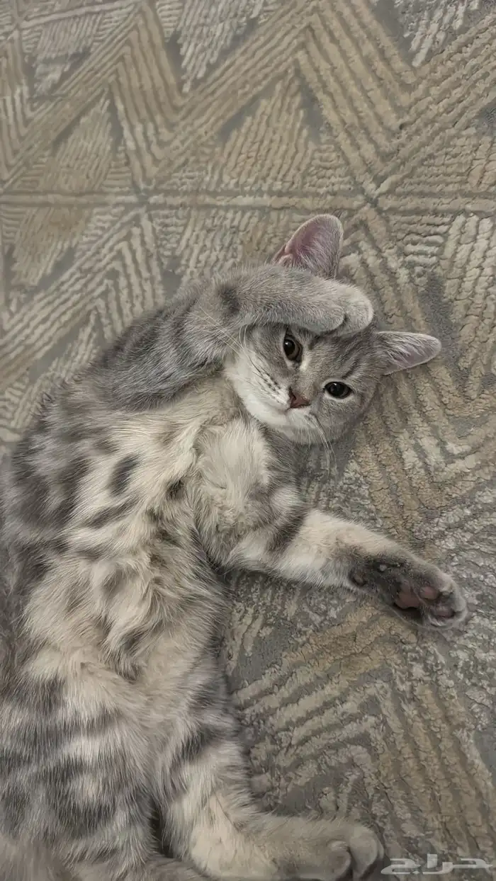 قطة سكوتش ستريت 0