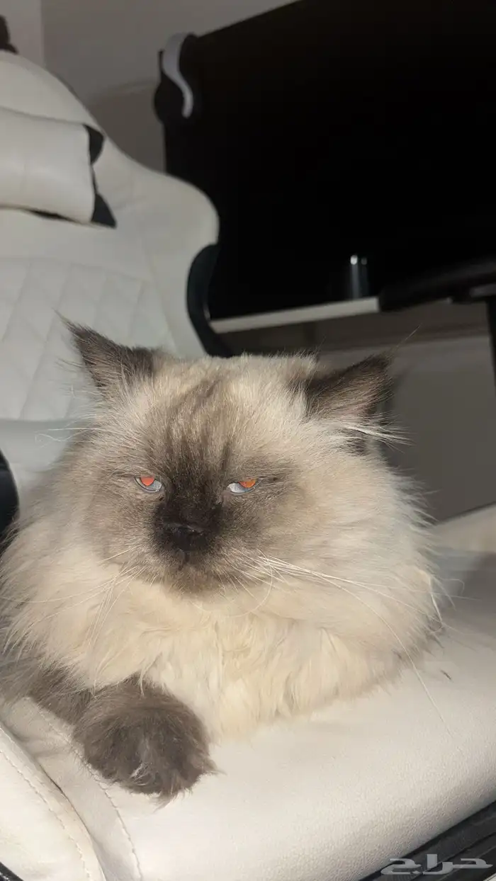 قط ذكر يطلب التزاوج للتواصل خاص 0