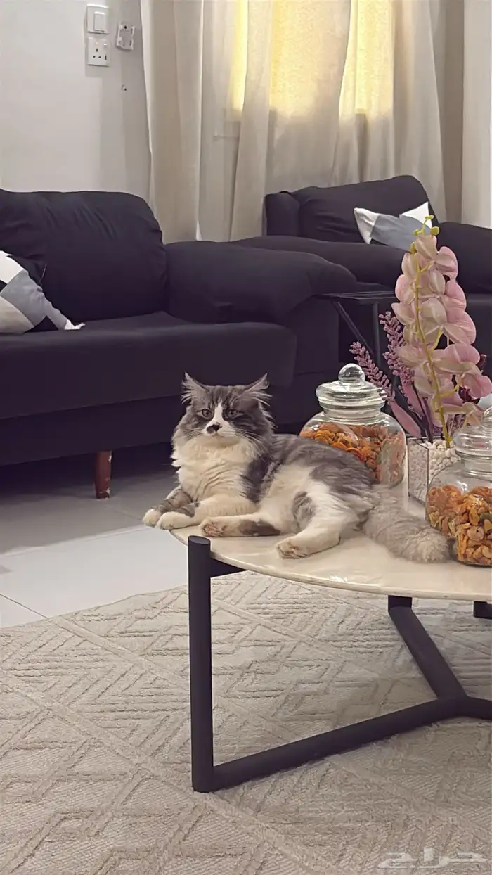 قط شيرازي ذكر للتبني 0