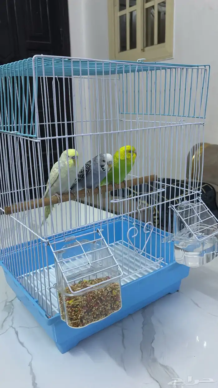 عصافير بادجي 1