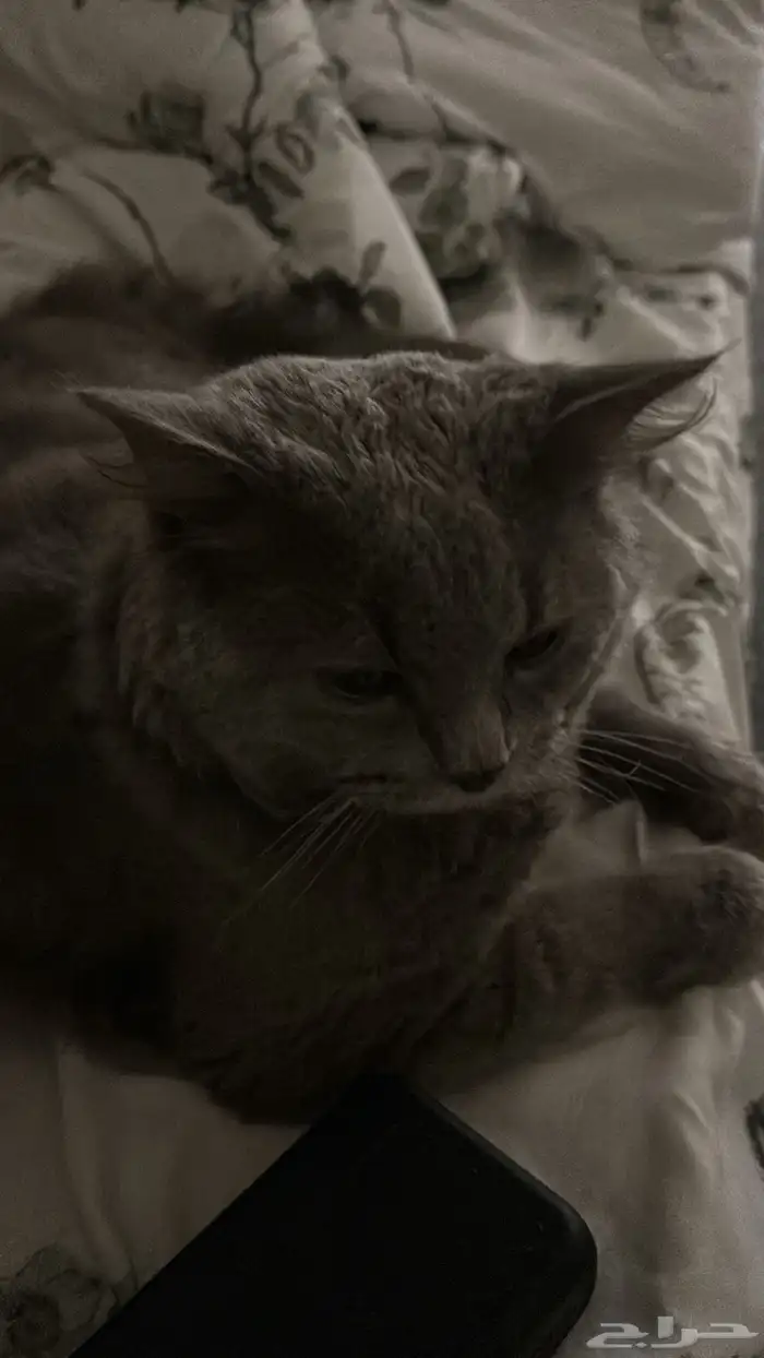 ذكر شيرازي للتبني العمر7شهور متطعم 1