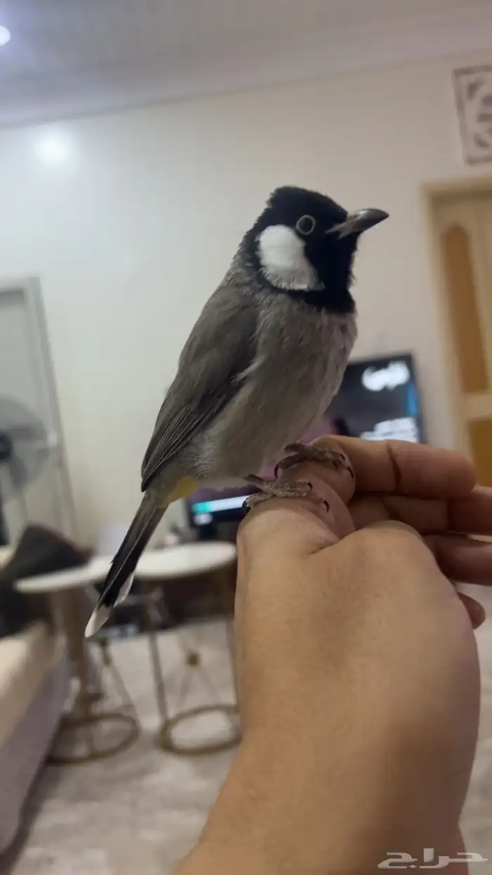 بلبول اليف 1