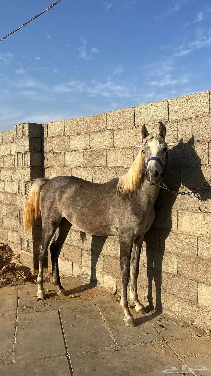 مهره شيخه للبيع 1