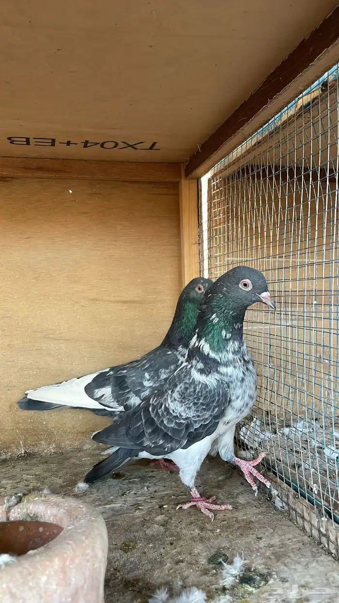 حمام بكستاني للبيع 4