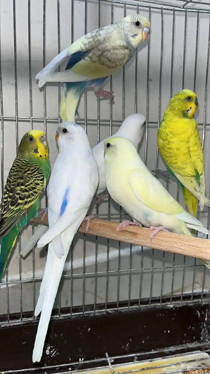 طيور حب اليفه تلعب معى الأطفال 0