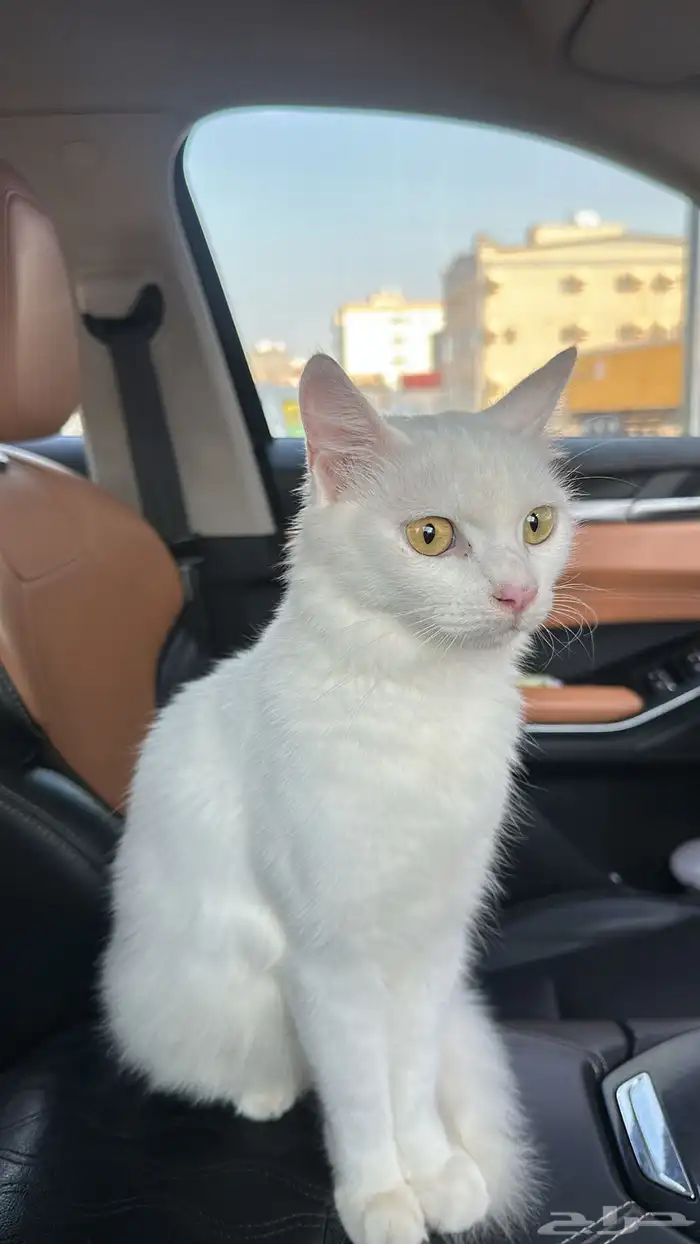 قطة للتبني 1