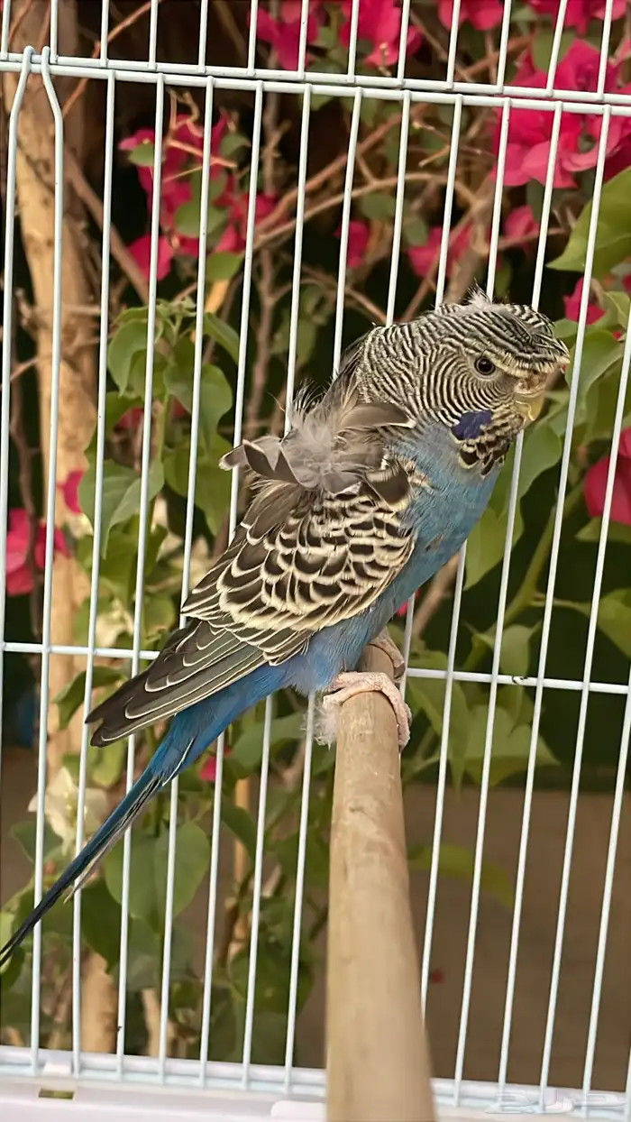 انثى بادجي بلاك فيس 4