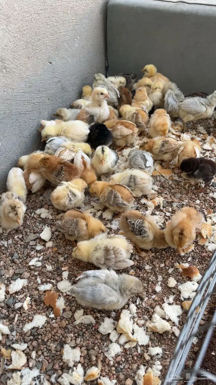 صيصان بلدي 3