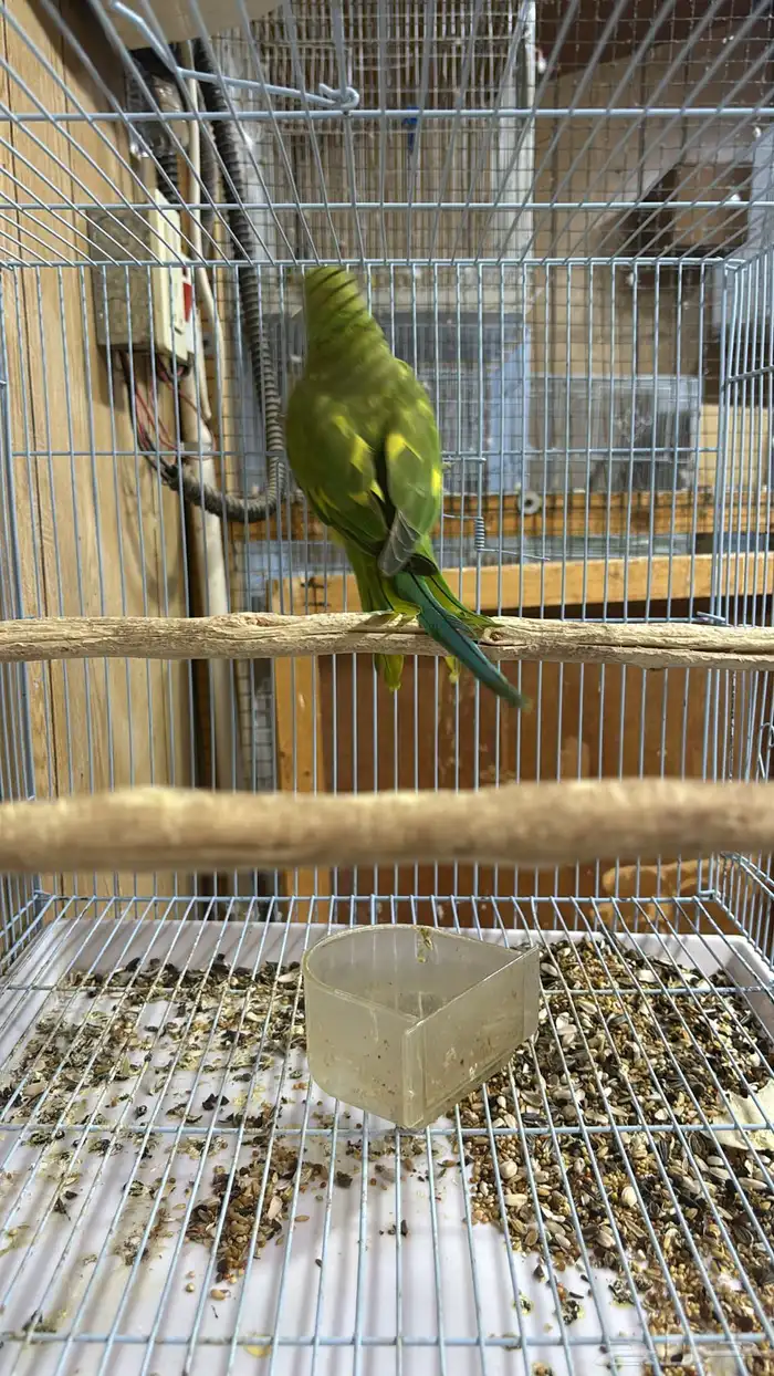 دره انثى منتجه وأبرق 2