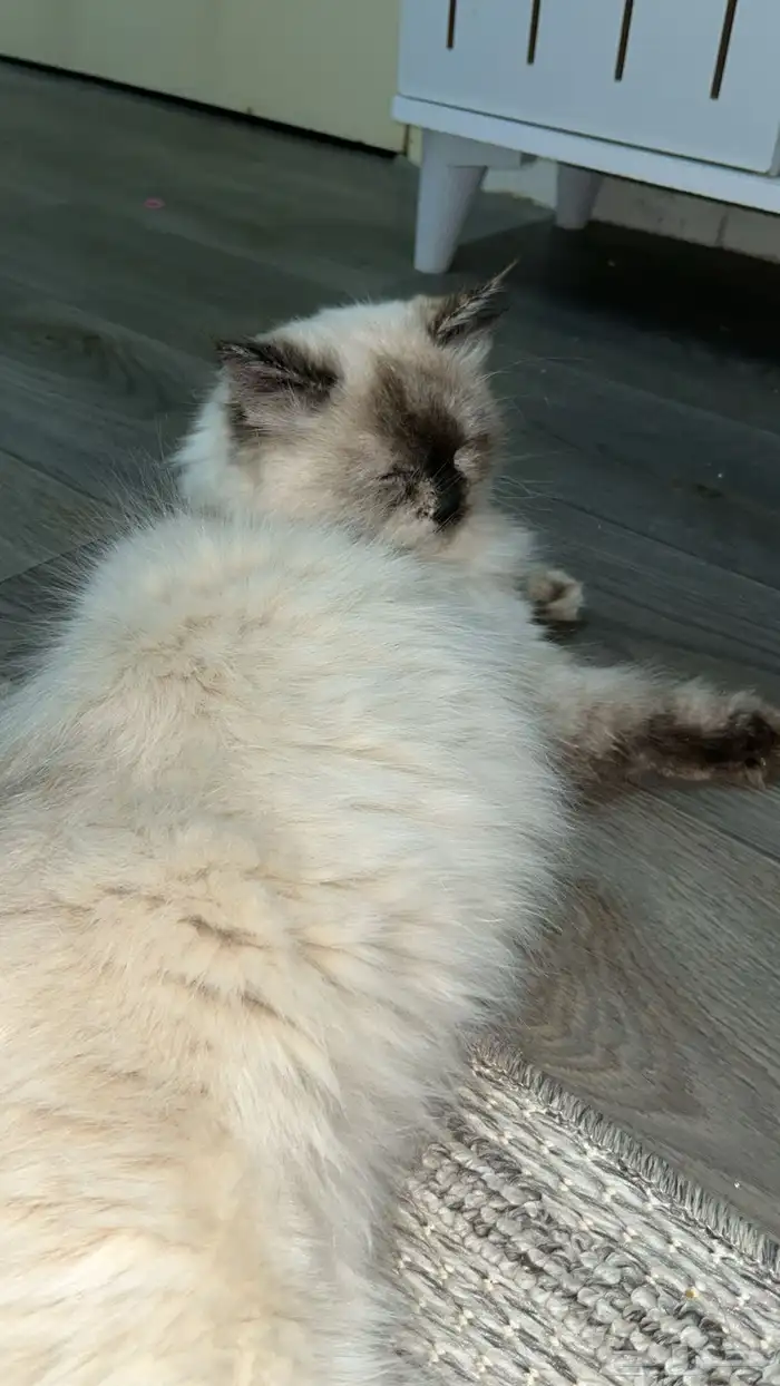 قطه لتزاوج 0