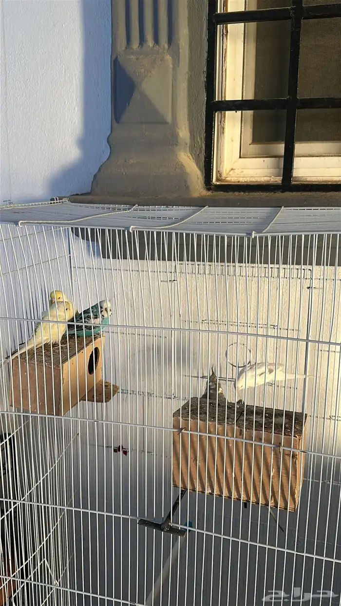 كروان وطيور حب 1