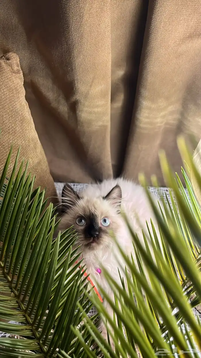 تبني عمرها 7 شهور 1