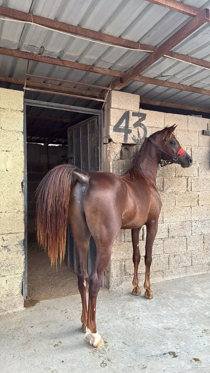 مهر للبيع كفو وشرط العمر سنتين ونص حراره الف وكرزما مشالله 3