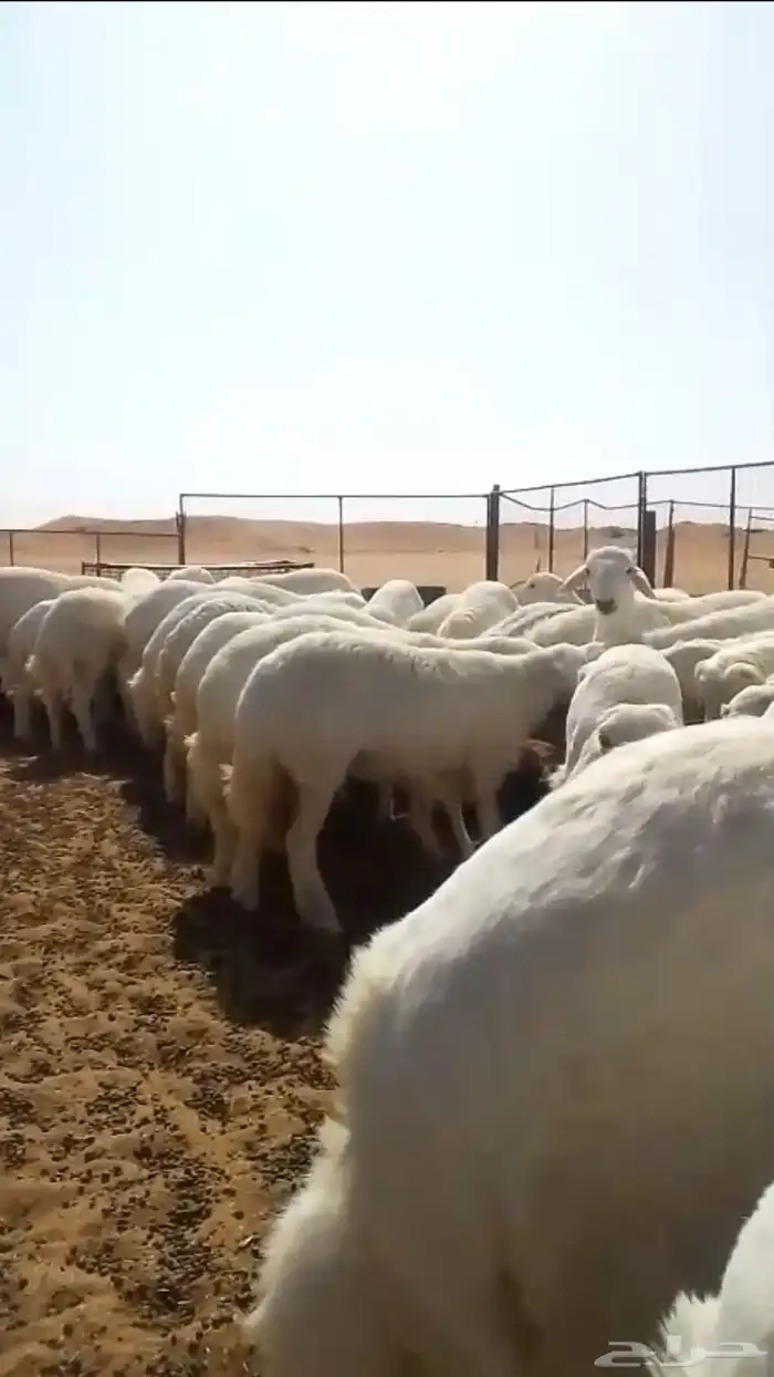 خرفان للبيع 2