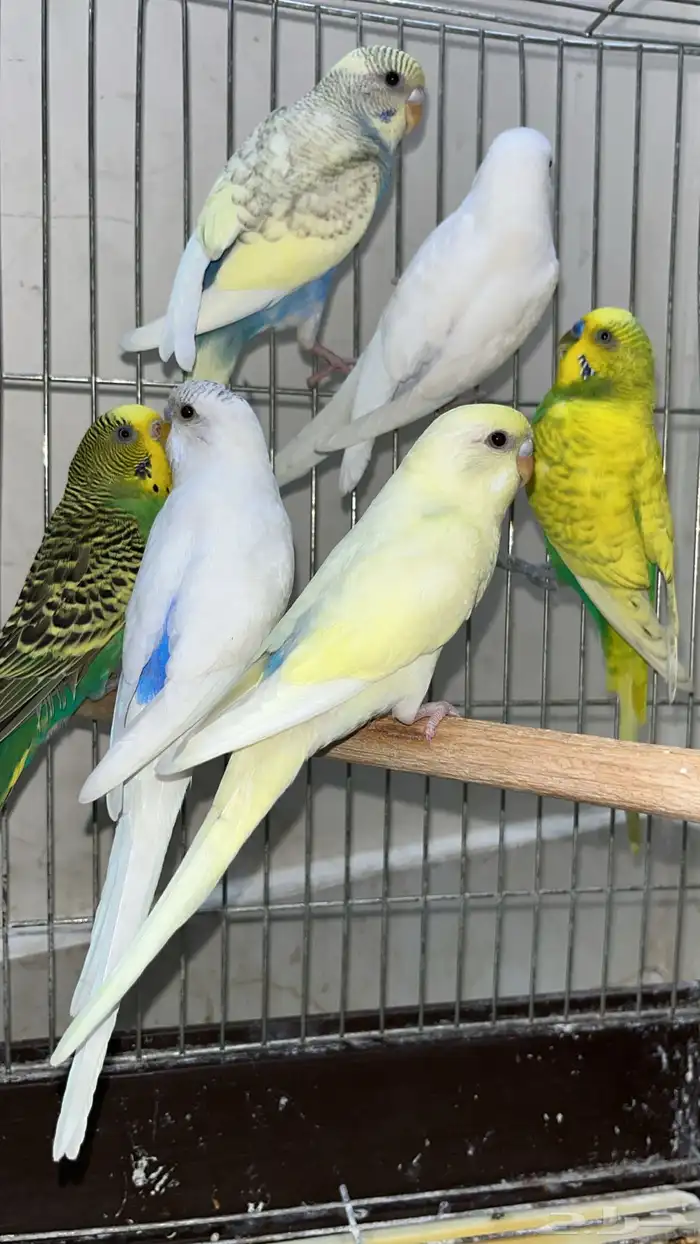 طيور حب اليفه تلعب معى الأطفال 1