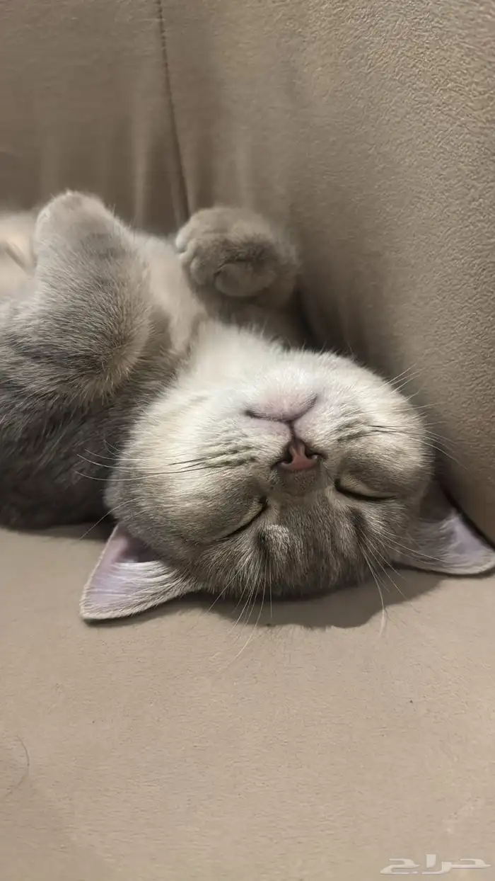 قطة سكوتش ستريت 2