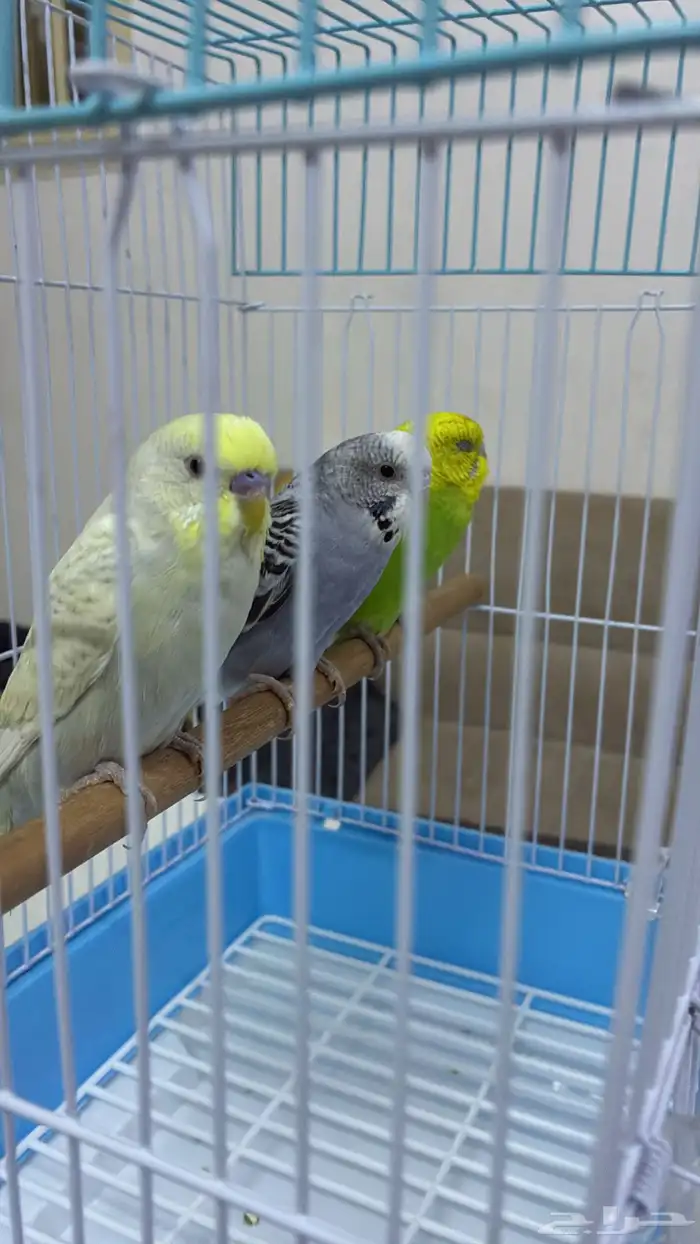 عصافير بادجي 0