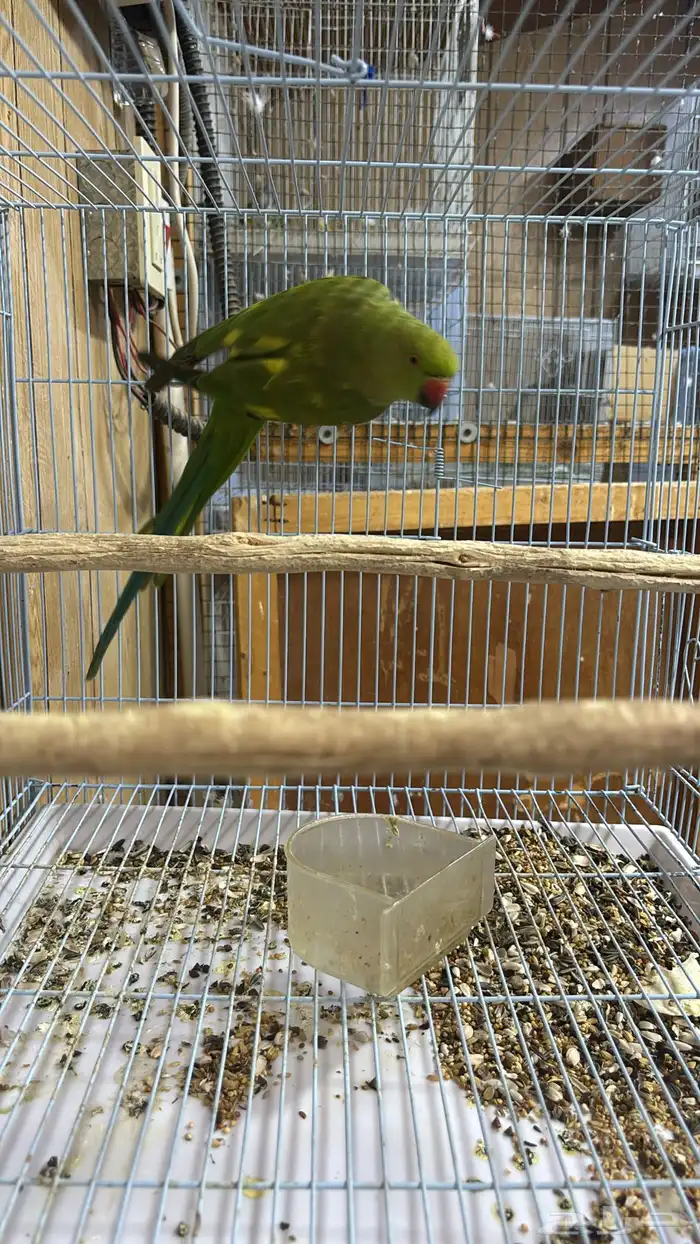 دره انثى منتجه وأبرق 1