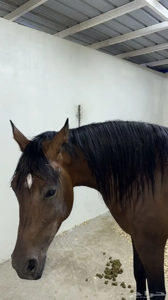 فرس مكس واهو مع مهر 1