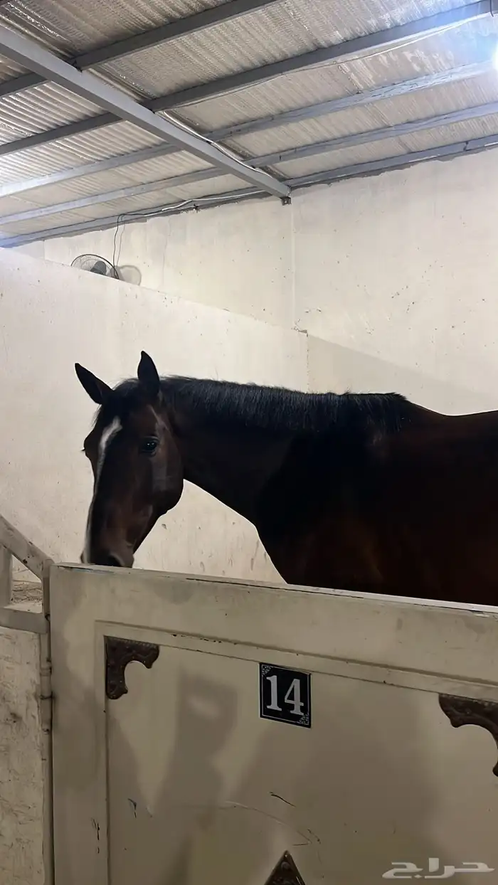 اسطبل هورس لاند للإيواء والتدريب 4