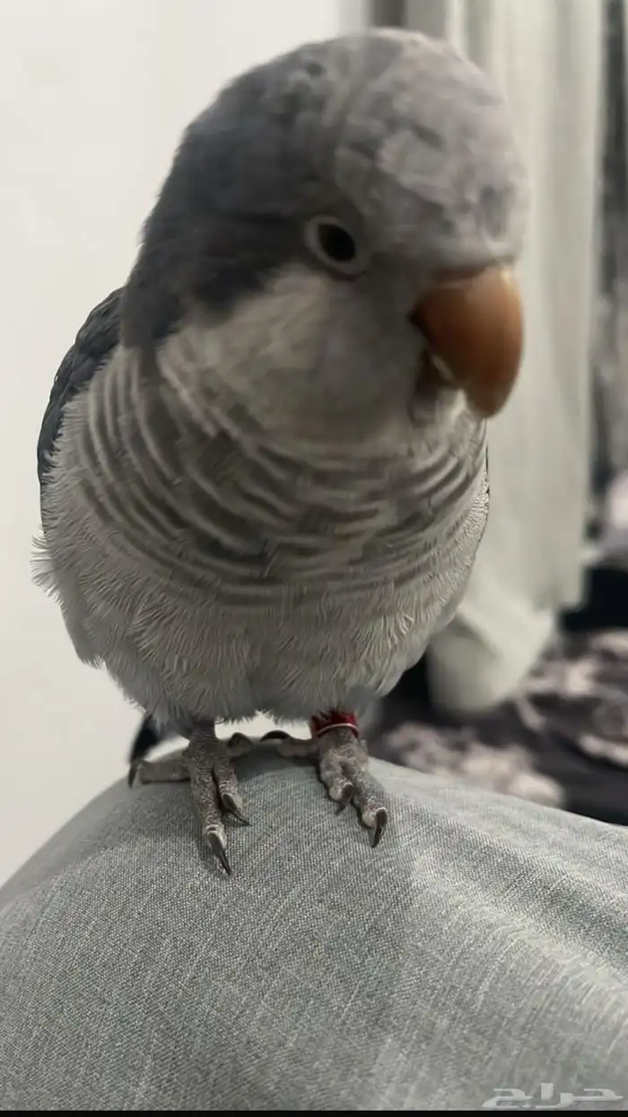 ببغاء كويكر مفقود 1