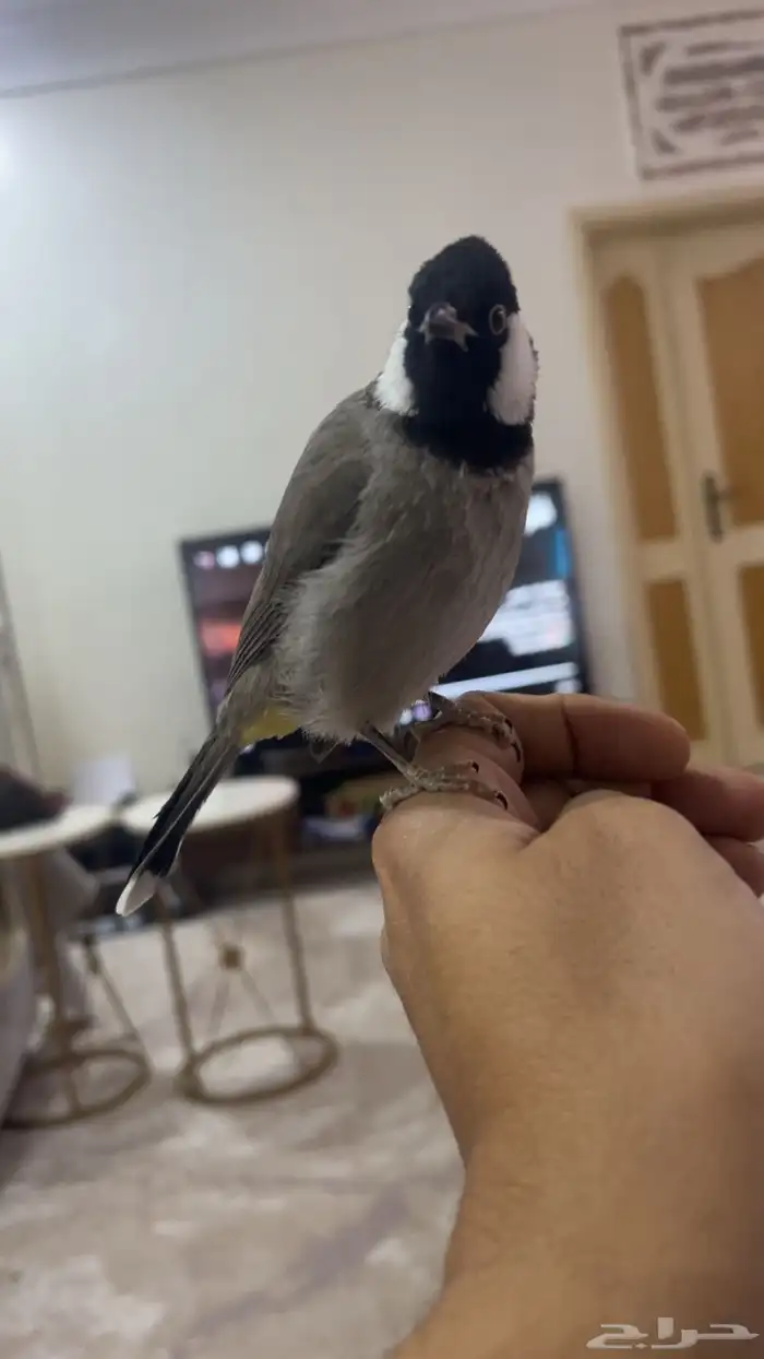 بلبول اليف 0