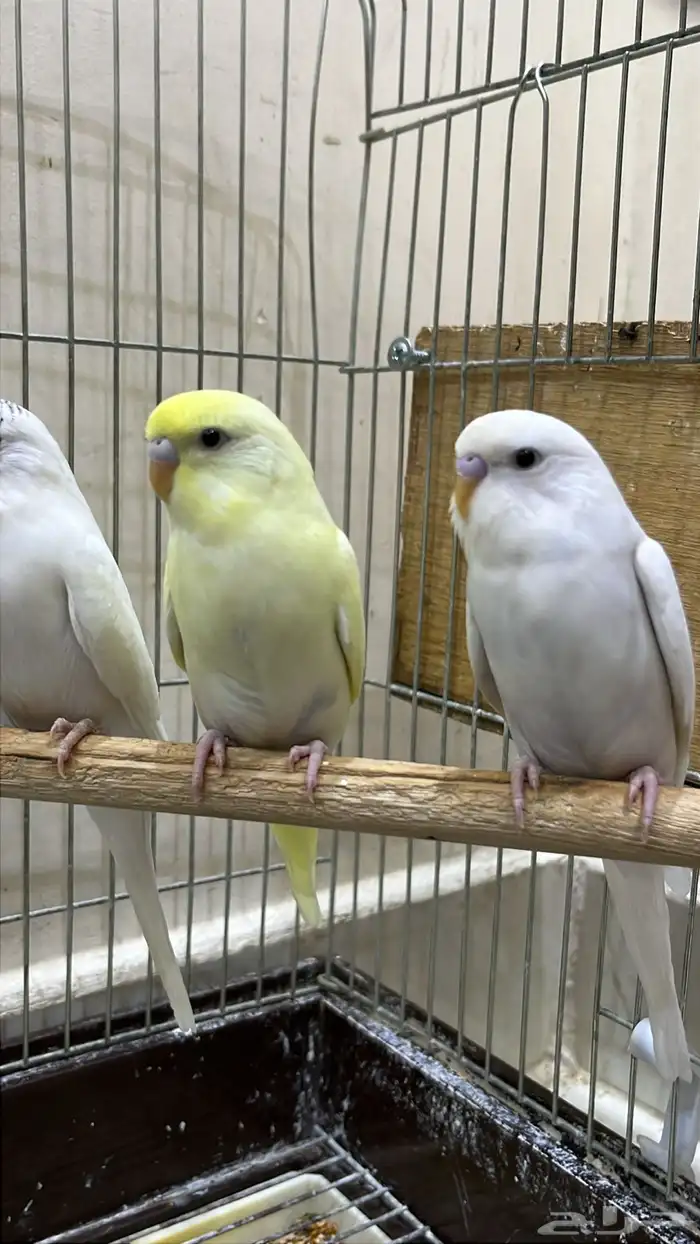 طيور حب اليفه تلعب معى الأطفال 2