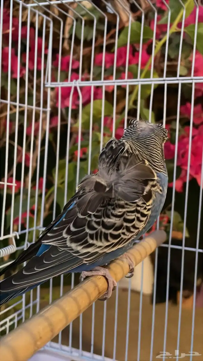 انثى بادجي بلاك فيس 1